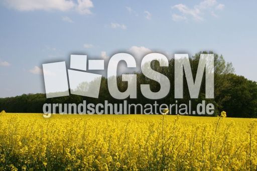 Rapsfeld_3043.jpg